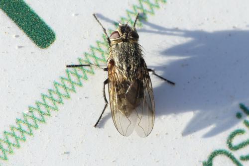Pollenia sp.